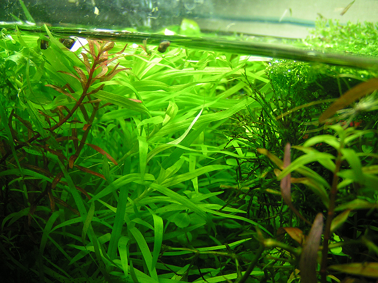 Heteranthera zosterifolia