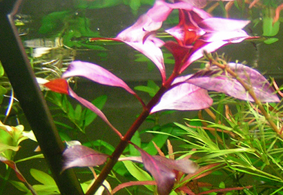 Ludwigia Rubin