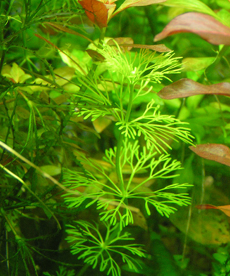 Limnophila sessiliflora