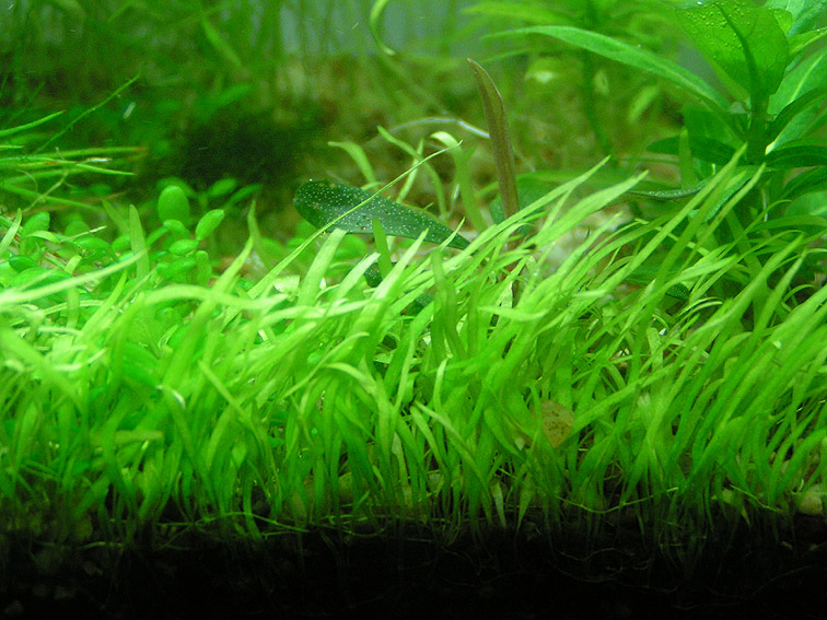 Utricularia graminifolia