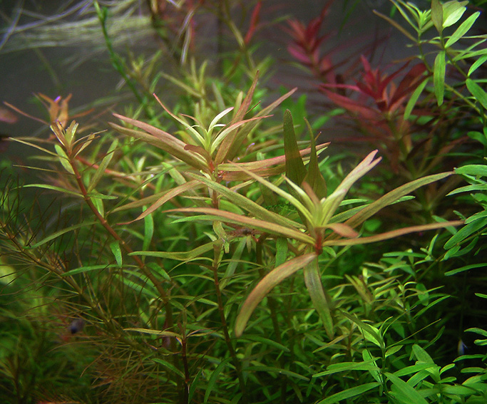 Rotala sp. H&acute;Ra aka Gia Lai&nbsp;