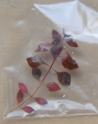 Ludwigia Mini SuperRed