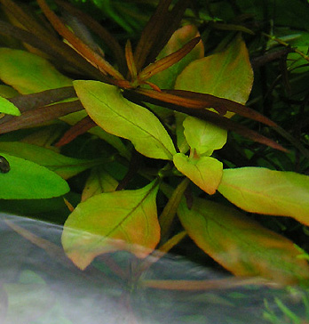 Ludwigia Repens