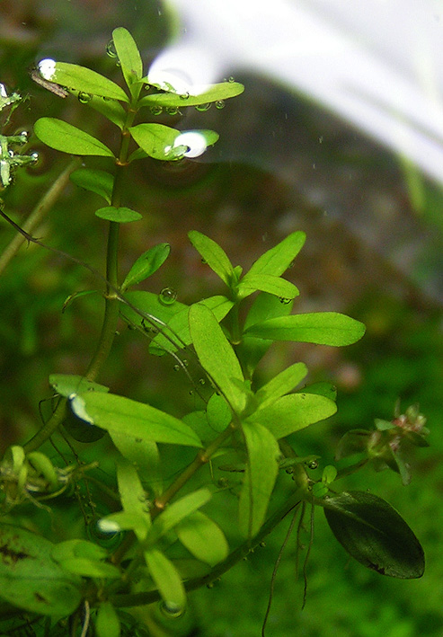 Rotala sp. Green