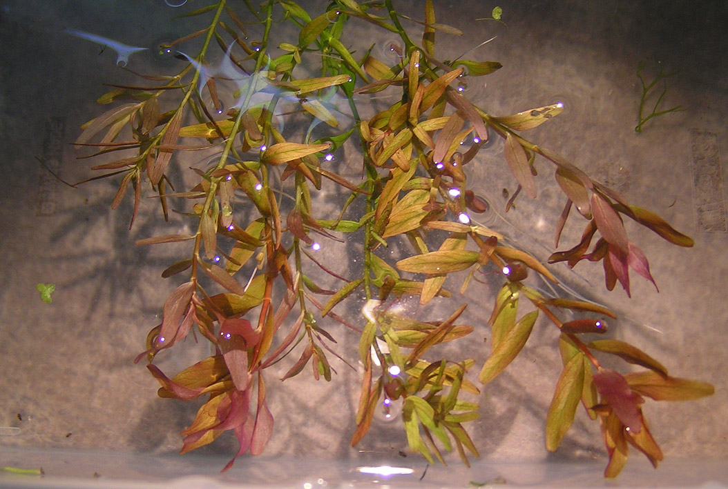 Rotala sp. Indica Kramer