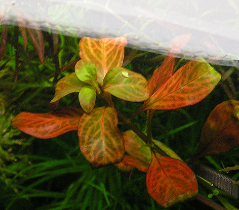 Ludwigia Atlantis