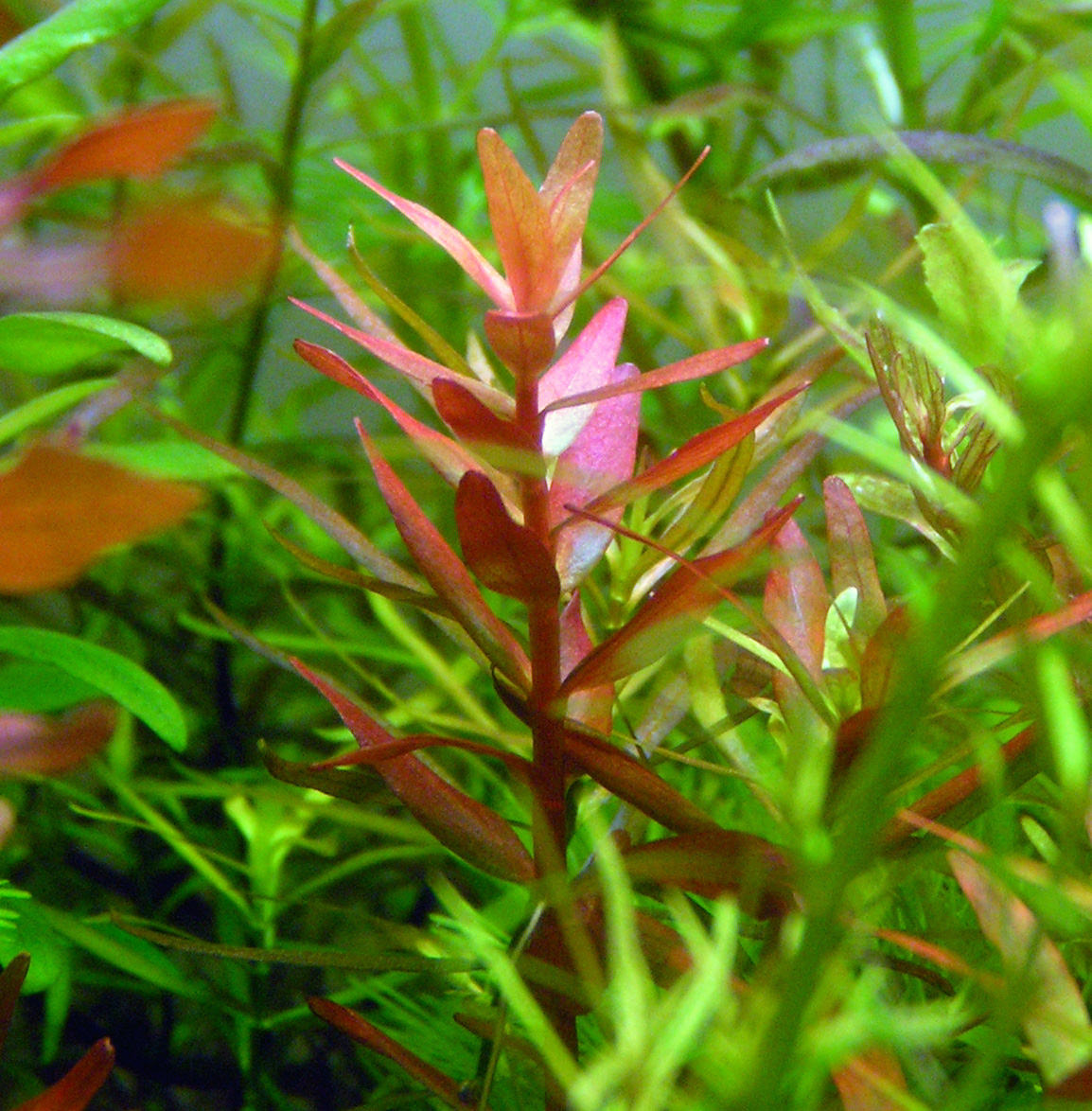 Rotala Blood Red