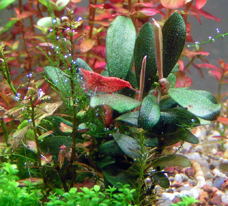 Bucephalandra Motleyana