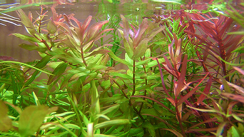Rotala sp. Colorata