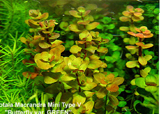 Rotala Macrandra Mini Type V Green
