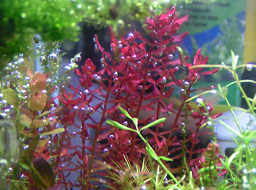 Rotala Macrandra Butterfly Mini Type V 