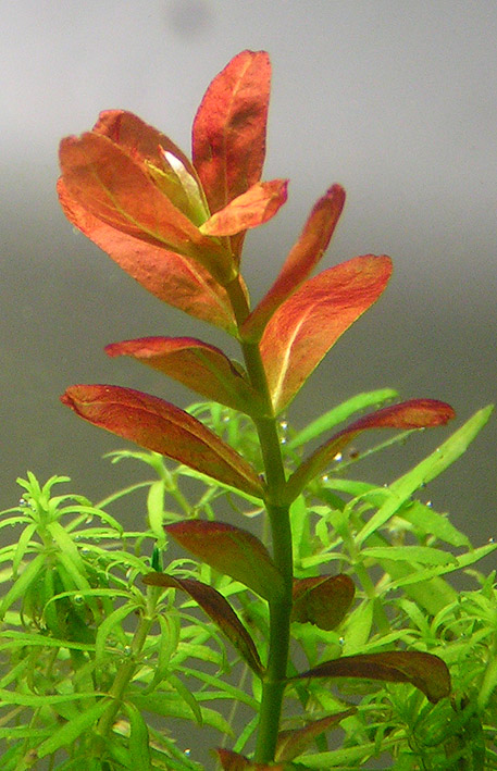 Cuphea anagalloidea , Bacopa Red , Rotala Araguaia