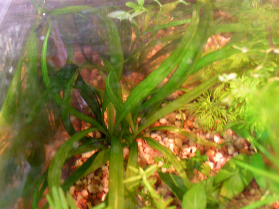 Echinodorus Bolivanus