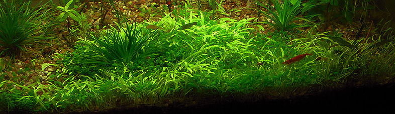 Eriocaulon Australia