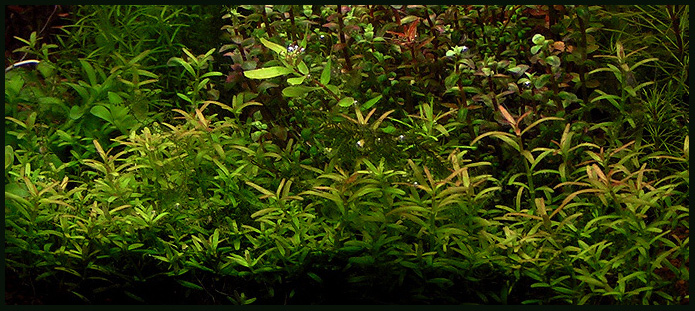 Rotala Goias