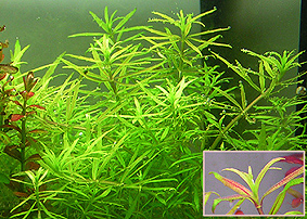 Limnophila Vietnam mini