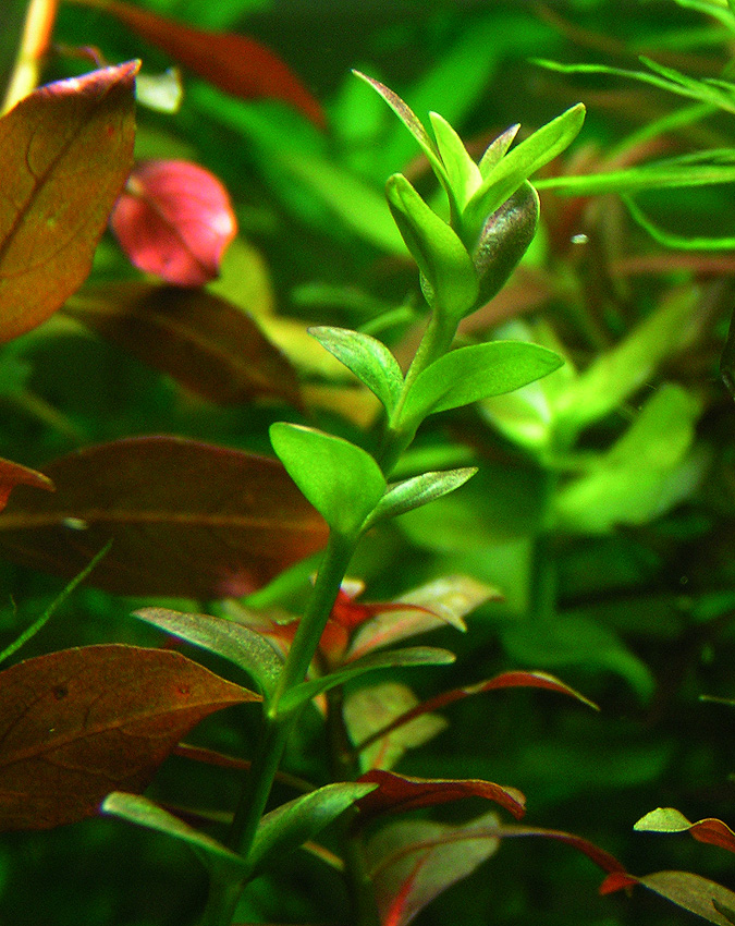 Lindernia Grandiflora