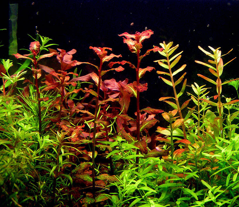 Ludwigia Senegalensis