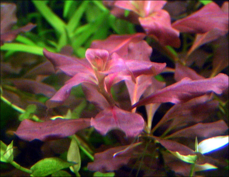 Ludwigia ovalis pink