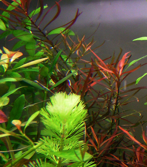 Ludwigia Arcurata