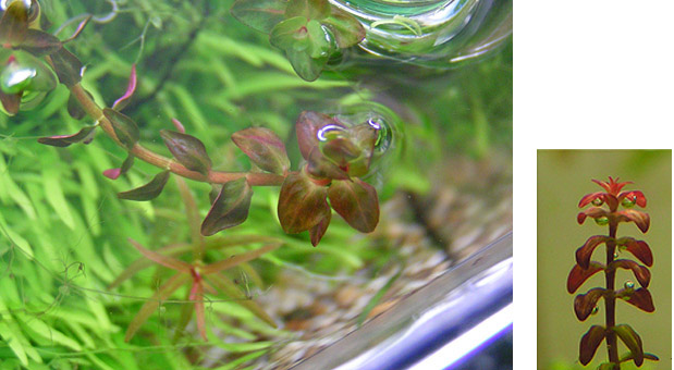 Rotala Macrandra Mini Type II