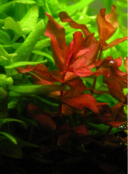 Rotala Macrandra