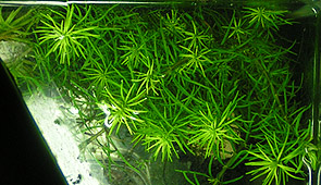 Rotala Nanjenshan