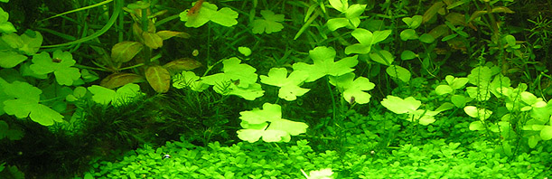 Hydrocotyle Japan