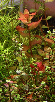 Rotala Macrandra Mini Type II var round