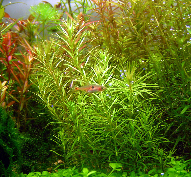 Rotala Wallichi Long Leaf
