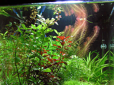 Rotala Wallichi